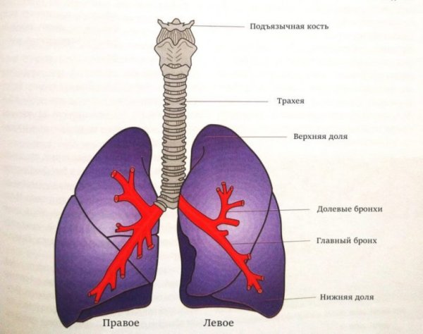 Строение человека трахея бронхи легкие
