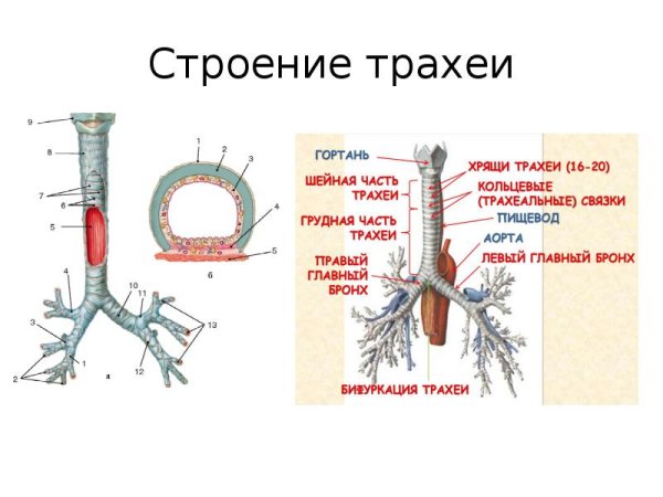 Строение гортани трахеи анатомия
