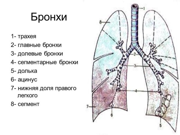 Строение бронхиального дерева и легких