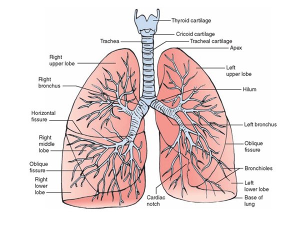 Легкие анатомия и физиология