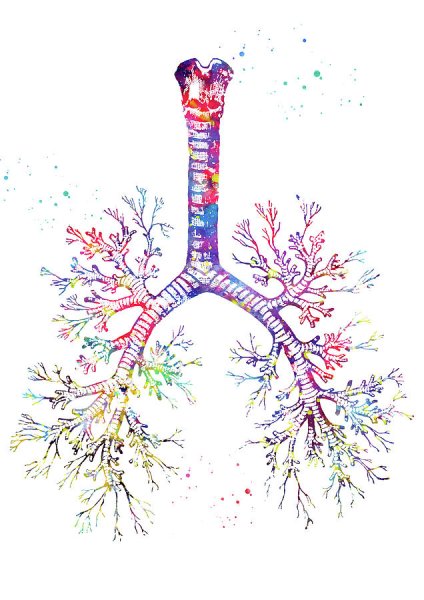 Бронхиальное дерево рисунок