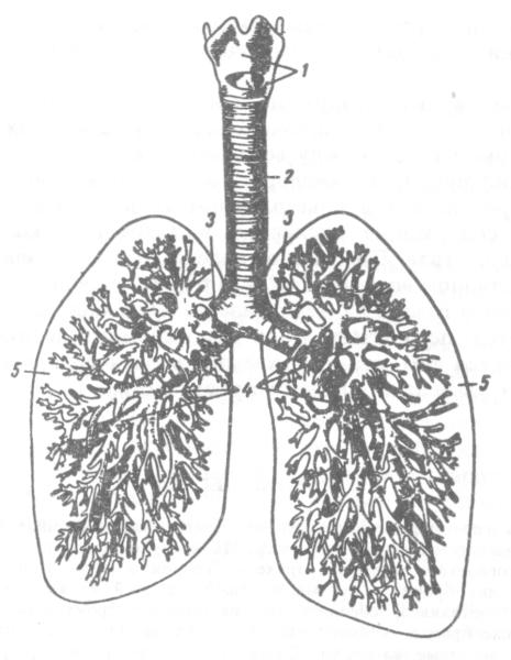 Трахея бронхи бронхиальное дерево