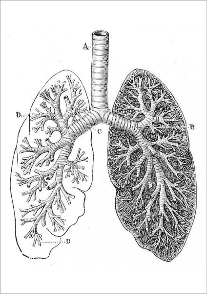 Легкие бронхиальное дерево анатомия