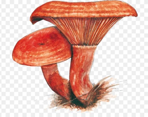 Маска гриб Рыжик