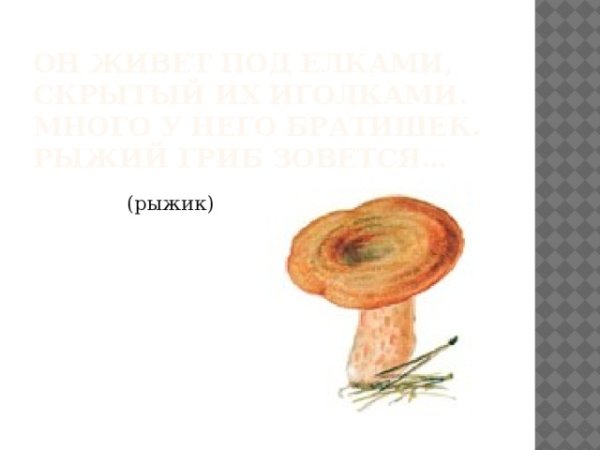 Гриб Рыжик строение