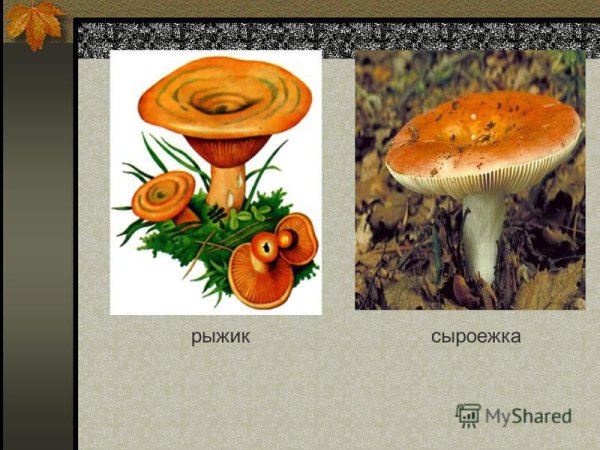 Рыжики сыроежки