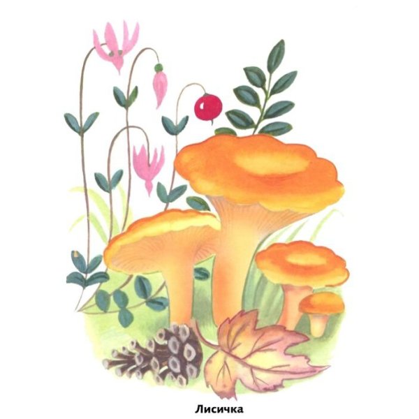 Рыжик гриб рисунок