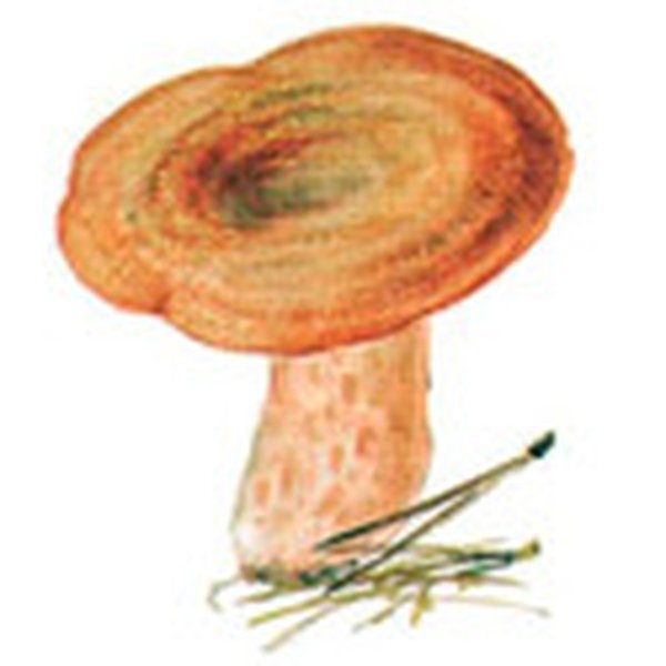 Волнушки грибы