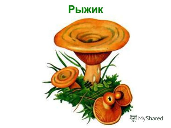 Гриб Рыжик для детей