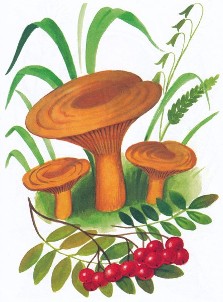 Спорообразование гриб Рыжик