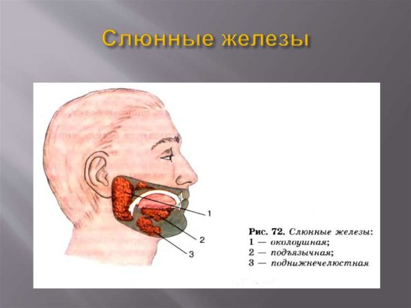 Слюнные железы анатомия
