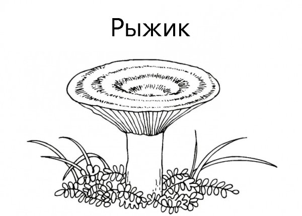 Раскраска гриб волнушка