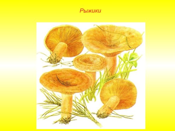 Нарисовать Рыжик