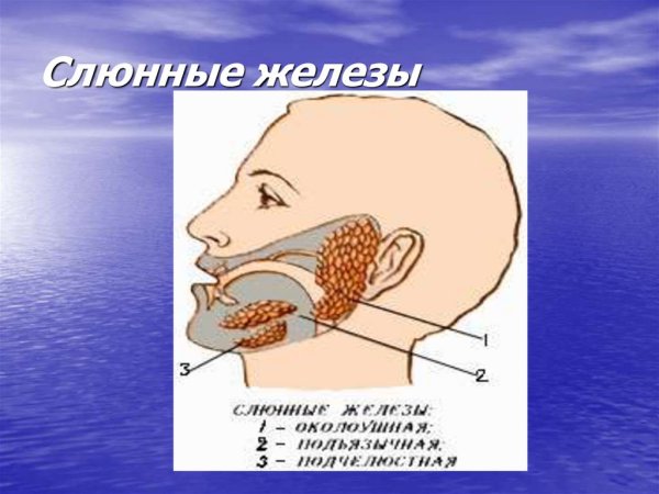 Слюнные железы биология 8 класс