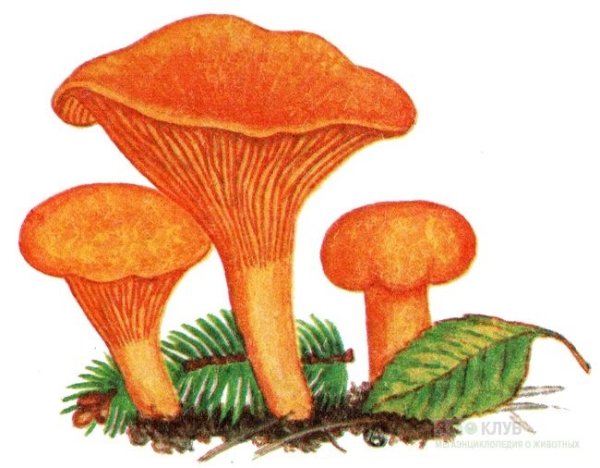 Гриб Лисичка для детей