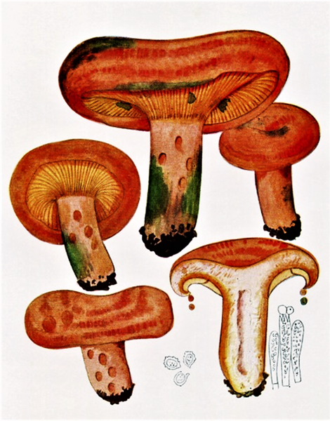 Рыжик настоящий Lactarius deliciosus