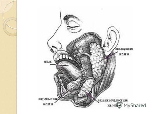 Строение желез полости рта