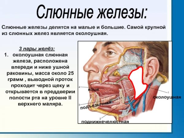 Околоушная слюнная железа