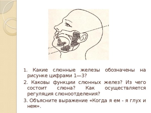 Слюнная железа состоит из