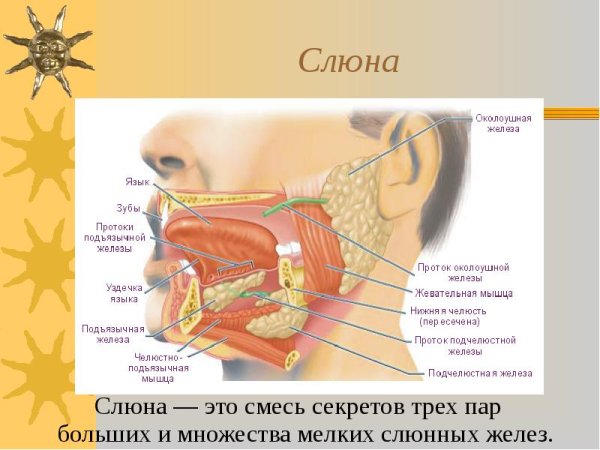 Околоушная слюнная железа секрет