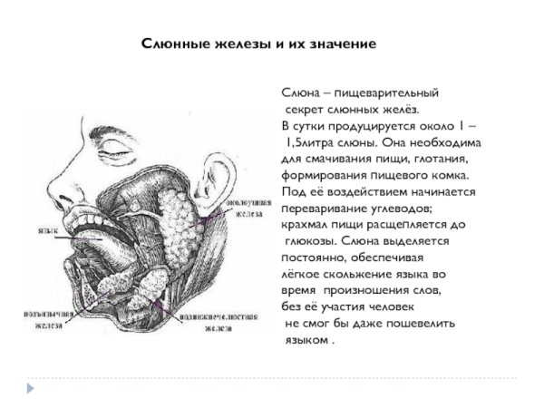 Слюнные железы выделяют секрет