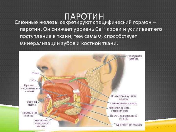 Секрета слюнных желёз состав