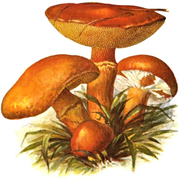 Масленок маслята грибы рисунок