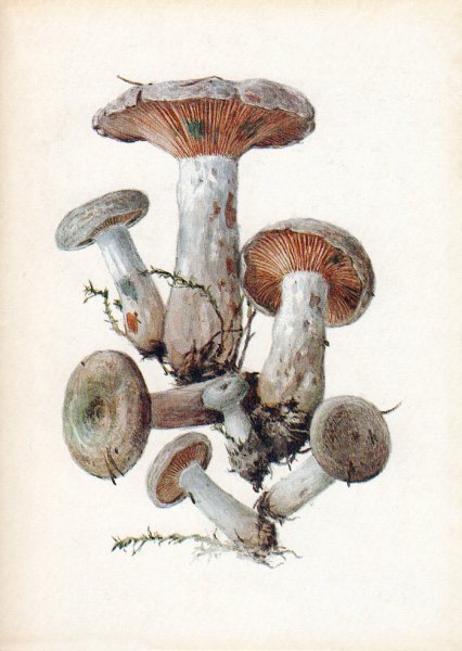 Рыжик гриб рисунок