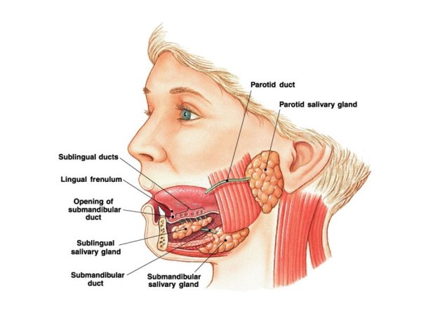 Строение слюнных желез анатомия