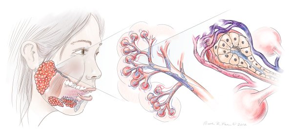 Малые слюнные железы полости рта