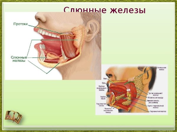 Слюнные железы строение анатомия