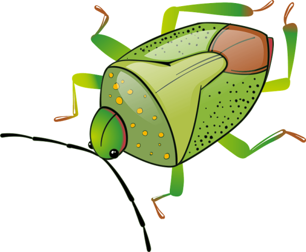 Клоп на прозрачном фоне