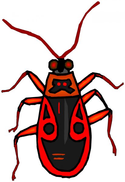 Жук пожарник клоп