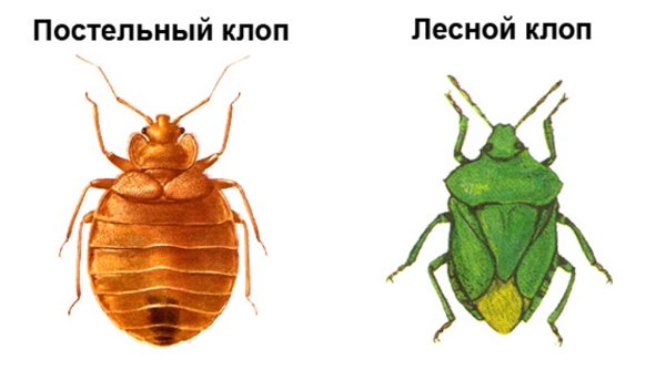 Постельный клоп рисунок строение