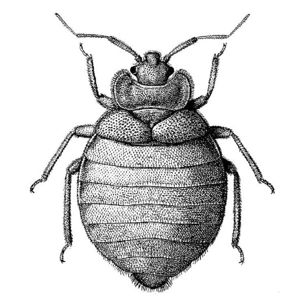 Клопы Cimex lectularius