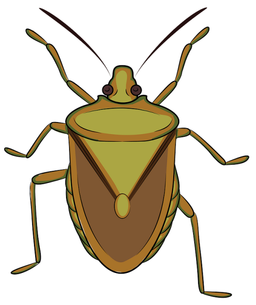 Клоп на белом фоне