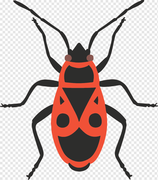 Клоп солдатик