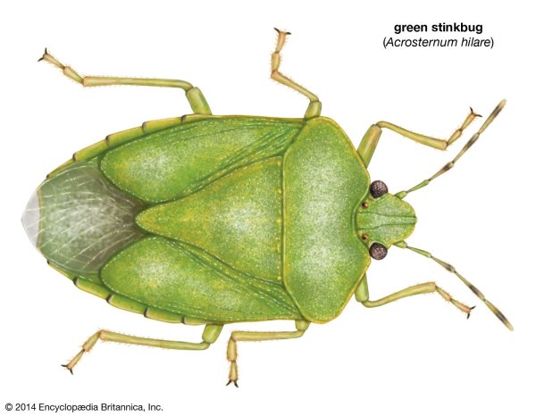 Stink Bug Жук