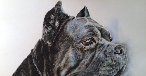 Кане Корсо портрет