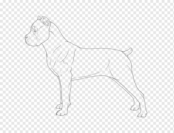 Кане Корсо скетч