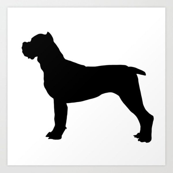 Кане Корсо силуэт