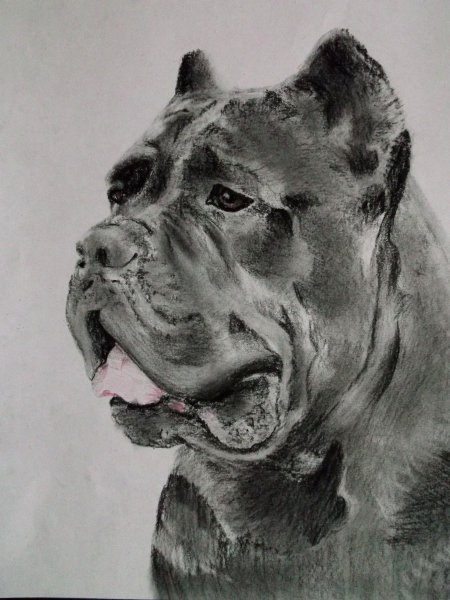 Кане Корсо Мерль