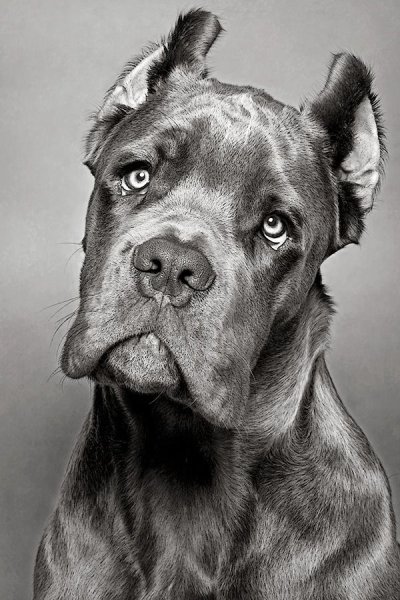 Картина Кане Корсо