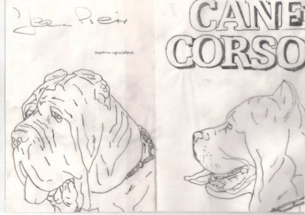 Кане Корсо схема