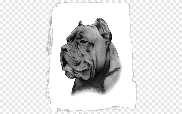 Кане Корсо силуэт