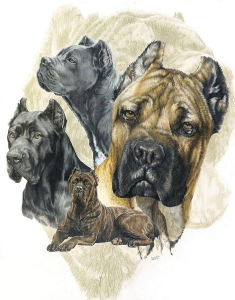 Кане Корсо арт