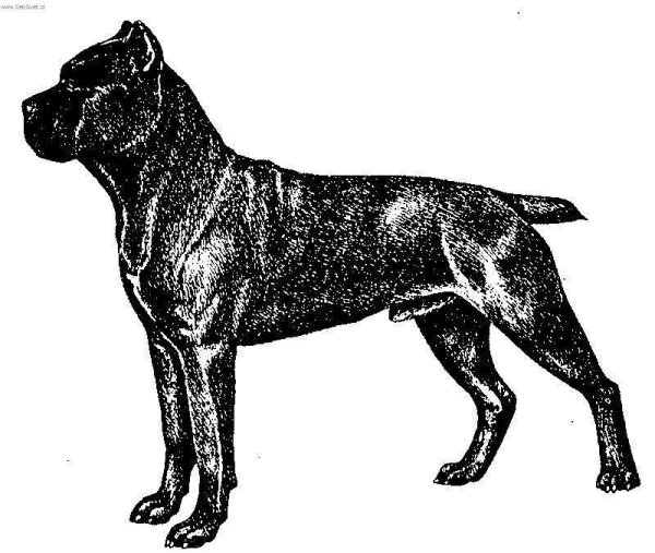 Итальянский мастиф Кане-Корсо