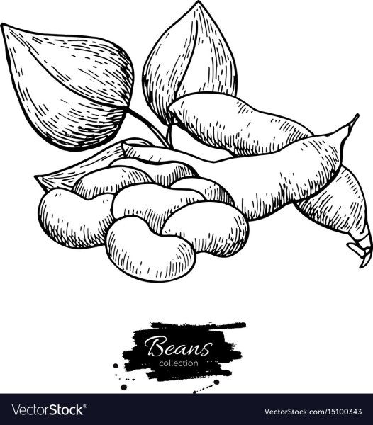 Раскраска Боб