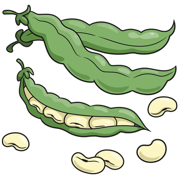 Бобы вектор