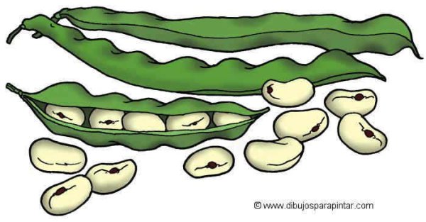 Фасоль раскраска